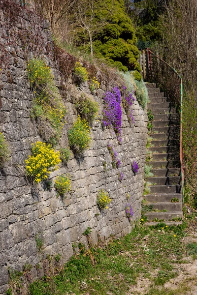 Taş bir merdivenin yanındaki taş duvardan renkli bahar çiçekleri çıkar.