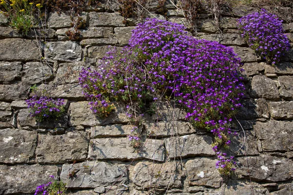 Cuscini Blu Crescono Muro Pietra — Foto Stock