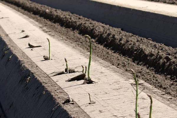 Raccolta Asparagi Verdi Una Delicatezza Speciale — Foto Stock