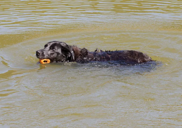 Μαύρο Σκυλί Ανακτά Μια Πλαστική Μπάλα Στο Νερό — Φωτογραφία Αρχείου