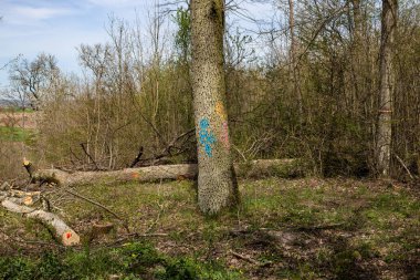 Kesilmesi gerektiğinin bir işareti olarak boyanmış ağaç.
