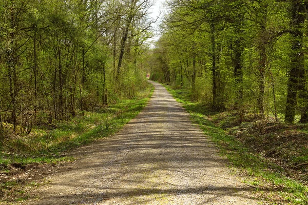 Einsamer Waldweg Wald — Stockfoto