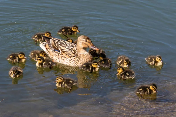 Mallard Pato Nada Agua Con Sus Polluelos — Foto de Stock