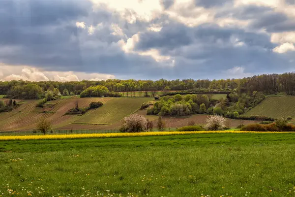 Landschaft Franken Mit Weinberg Und Rapsfeld — Stockfoto