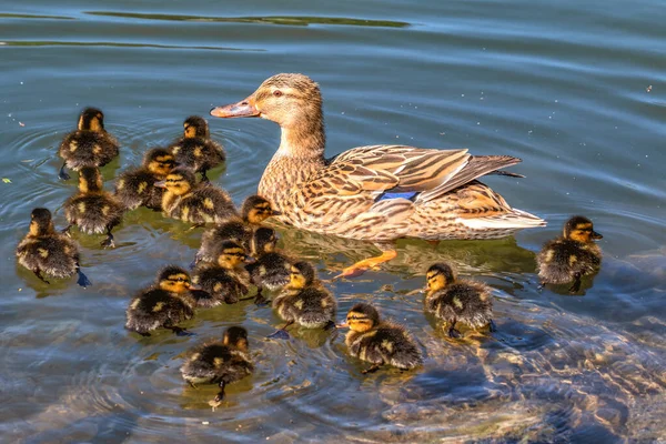 Pato Mallard Nada Água Com Seus Filhotes — Fotografia de Stock