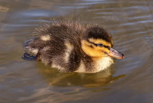 Mallard Yavrusu Suda Yüzüyor — Stok fotoğraf