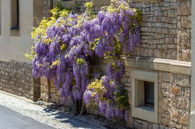 Wisteria bir evin duvarında