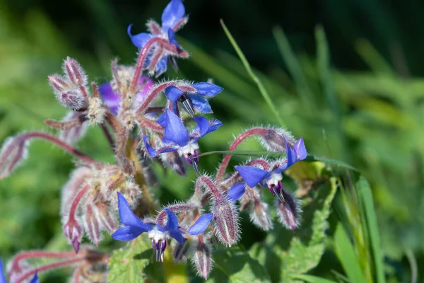 Borragine Borago Officinalis Nota Anche Come Erba Cetriolo — Foto Stock