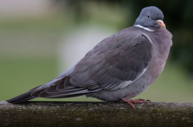 Baharda bir levrekte tahta güvercin