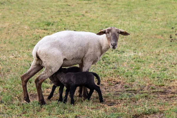 Schapenmoeder Met Twee Lammeren Ierland — Stockfoto