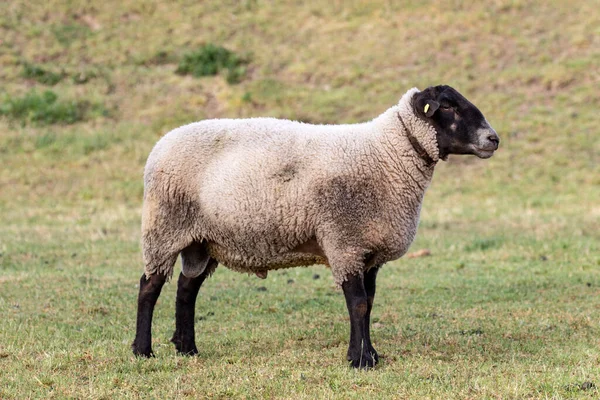 Suffolk Aries Sheep Farming — Stock fotografie