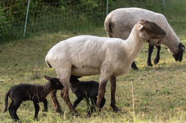 Dişi koyunla iki siyah kuzu meme emiyor.