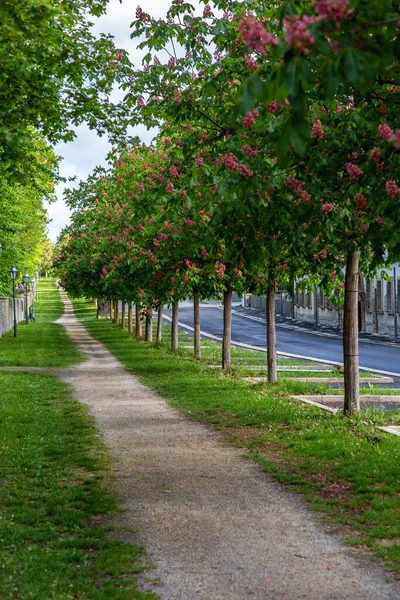 Avenida Castanha Uma Parede Manhã — Fotografia de Stock