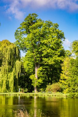 Göl kıyısında eski bir meşe ağacı ve mavi gökyüzü olan bir yer.