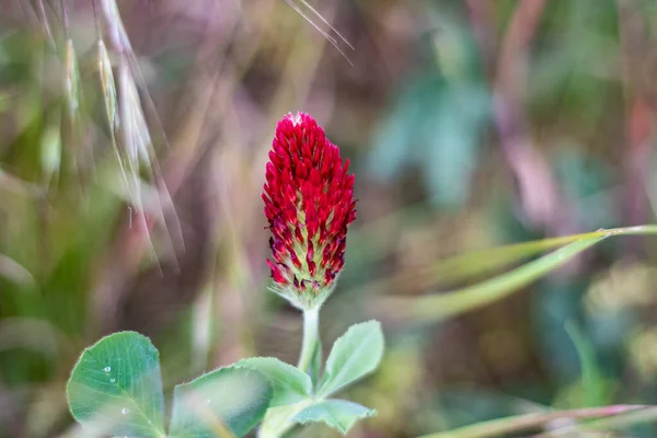 Red clover with nice bokeh