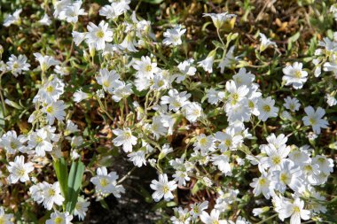 İlkbaharda beyaz olarak civciv (Stellaria media)