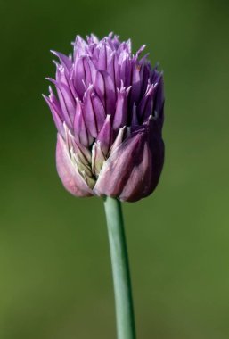 Frenk soğanlarının pembe çiçekleri
