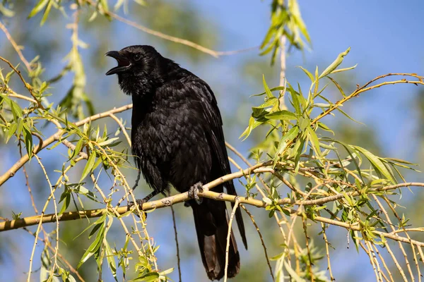 Baharda Ağaçta Vıraklayan Siyah Karga — Stok fotoğraf