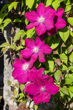 İlkbaharda mor renkte Clematis çiçekleri