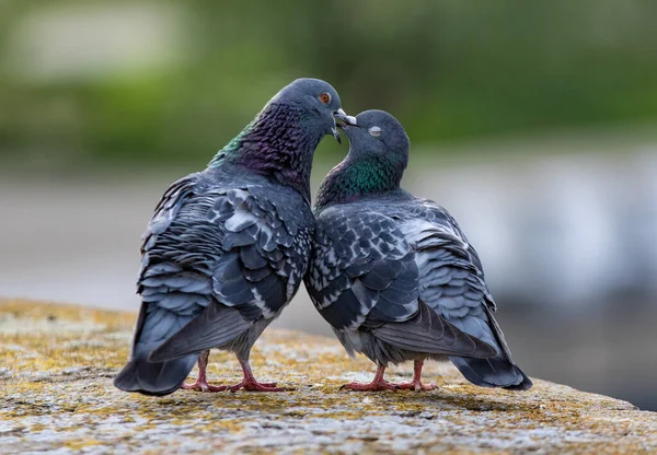 Pigeons in love making love