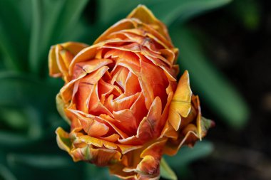 Katı çiçekli turuncu şakayık ve yeşil bokeh