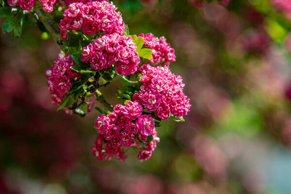 CRATAEGUS LAEVIGATUS Paul's Scarlet red Flower red thorn