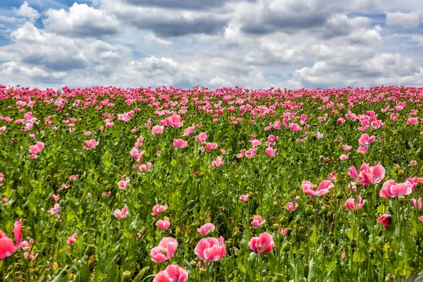 Necesitan Semillas Amapola Rosa Para Hacer Rollos Semillas Amapola Con Imagen de archivo