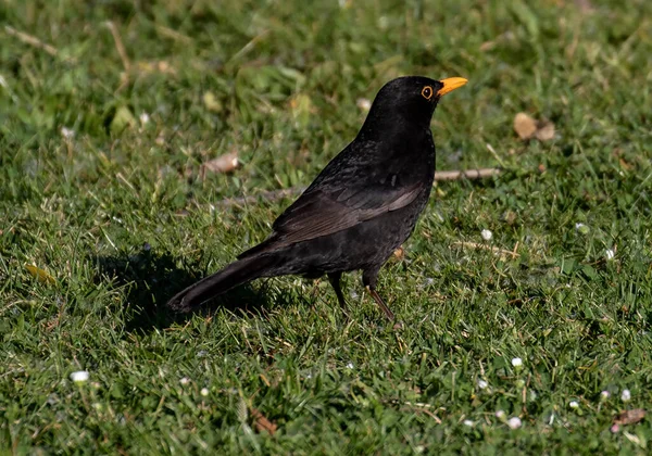 公園の草地にいるオスの黒鳥は — ストック写真