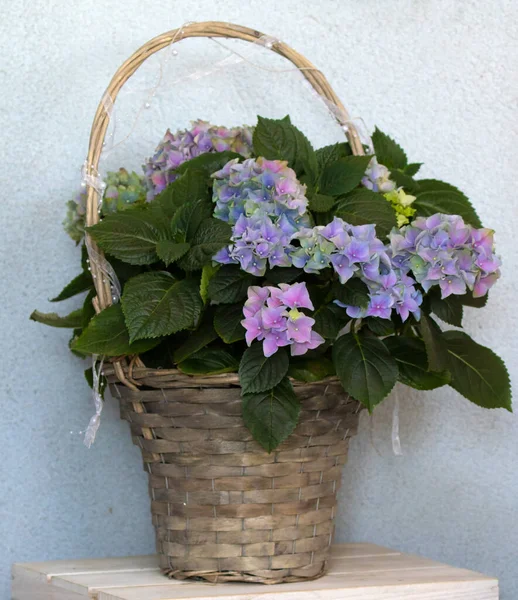 Hortensia Azul Uma Cesta — Fotografia de Stock