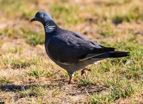 Taube Auf Einer Wiese Park — Stockfoto