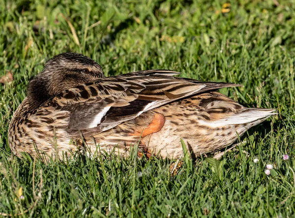 公園の川によって朝の光の中で鴨の女性の睡眠 — ストック写真
