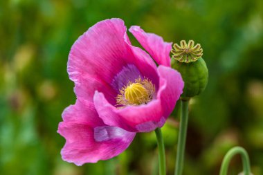 Asya 'da bir tarlada afyon haşhaşı moru