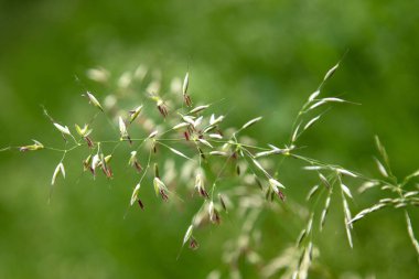 Baharda otlar alerjiye neden olur.
