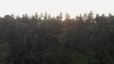 Ormanın üzerinde gün batımı ve pirinç terasları