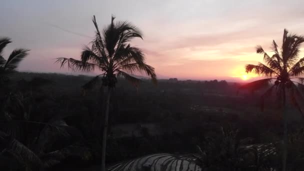 Схід Сонця Над Рисовими Терасами Пальмами — стокове відео