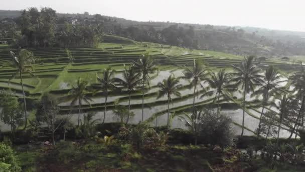 Sunrise Rice Terraces Palm Trees — Stock Video