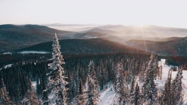 Snowboarder Admira Pôr Sol Sobre Montanhas Floresta Coníferas Nevadas — Vídeo de Stock