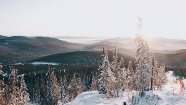 Snowboardcu Dağların Üzerinde Gün Batımına Karlı Kozalaklı Ormana Hayran — Stok video