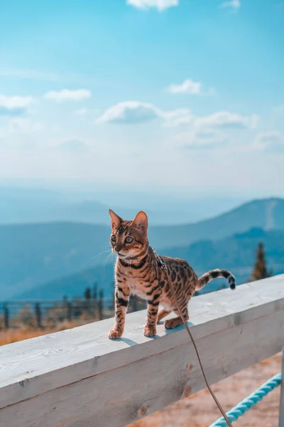 Tasmalı genç Bengal kedisi