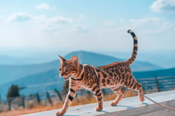 Tasmalı genç Bengal kedisi