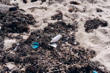 Karayipler 'in kumlu sahillerinde plastik çöp ve algler.