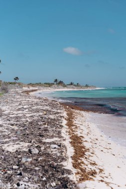 Karayipler 'in kumlu sahillerinde plastik çöp ve algler.