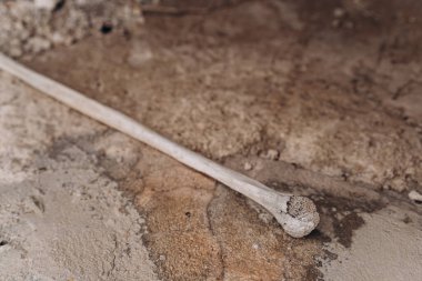 Merida 'daki eski bir Meksika mezarlığında insan kafatası ve çapraz kemikler.