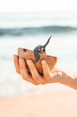 Küçük bir kaplumbağayla hindistan cevizi kasesi tutan kadın eller.