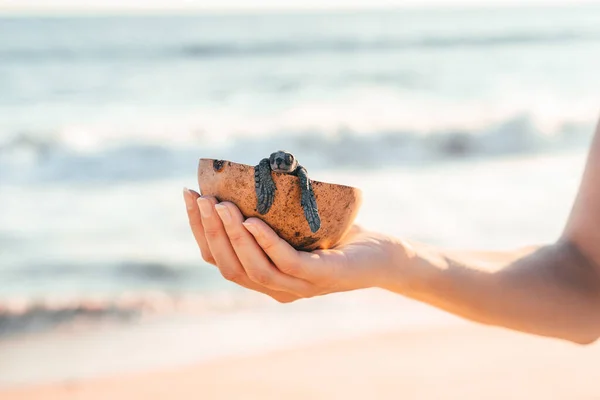 Küçük bir kaplumbağayla hindistan cevizi kasesi tutan kadın eller.