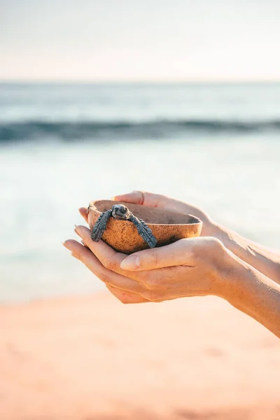 Küçük bir kaplumbağayla hindistan cevizi kasesi tutan kadın eller.