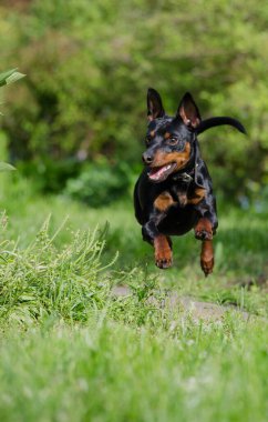 Zıpla / koş / uçan köpek zwergpinscher mini doberman