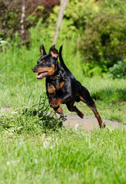 Koşan köpek zwergpinscher mini doberman