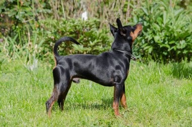 köpek zwergpinscher mini doberman ayakta duran kenar portresi tam boy ve genişlik