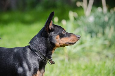 Köpek zwergpinscher mini doberman ayakta duran yan portre